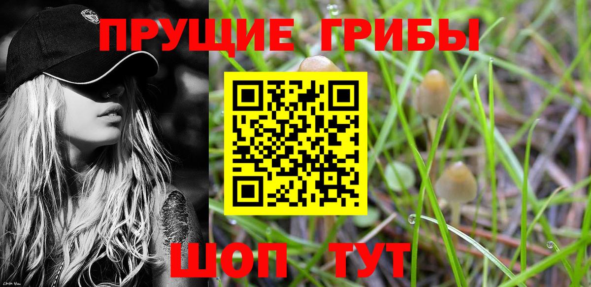 цена   Вход с VPN  Анжеро-Судженск  Псилоцибиновые грибы Psilocybine cubensis 